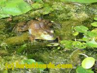 /home//u458753944/public_html/sourcegallery//Frogs/More bullfrogs/P8180164.JPG